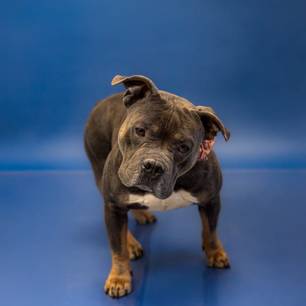 Photo of Pen Ic-18d Ricky, adoptable Pit Bull cross in Lawrenceville, Georgia