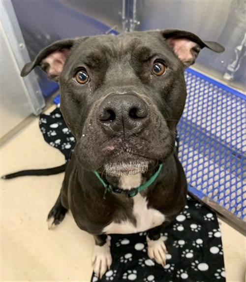 Photo of Arlo, adoptable American Pit Bull Terrier in Fairbanks, Alaska