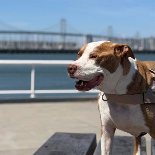 Photo of Poppa, adoptable Pit Bull Terrier in Alameda, California