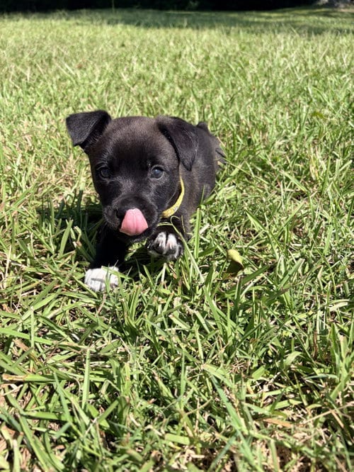 Photo of Potter (Harry Potter Litter), adoptable Labrador Retriever in Holly Springs, North Carolina