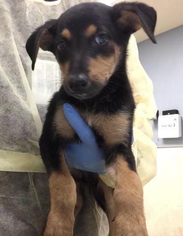 Photo of Ghosty, adoptable German Shepherd Dog in Riverside, California
