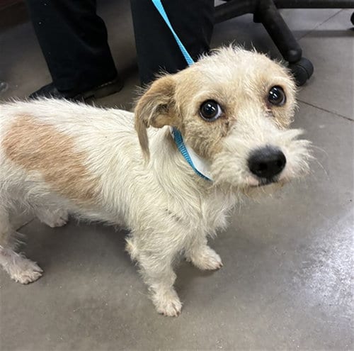 Photo of Mr Jaxs, adoptable Cairn Terrier in Phoenix, Arizona