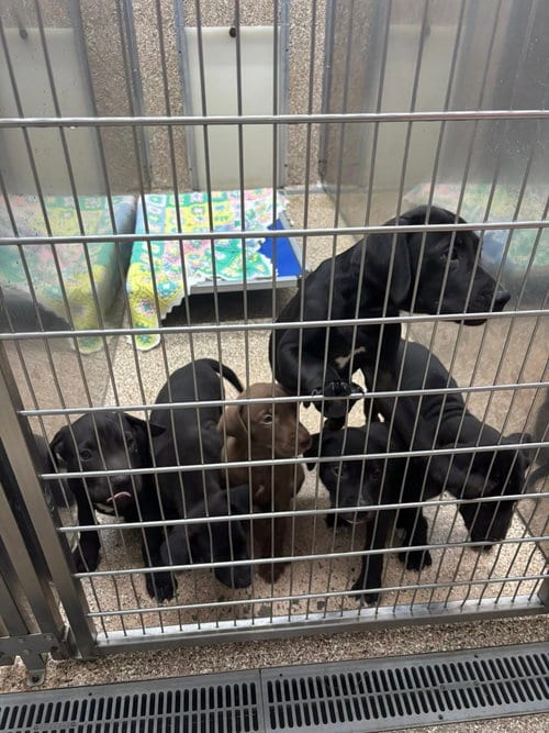 Photo of Pit Mix Puppies, adoptable Pit Bull Terrier in Martinsburg, West Virginia