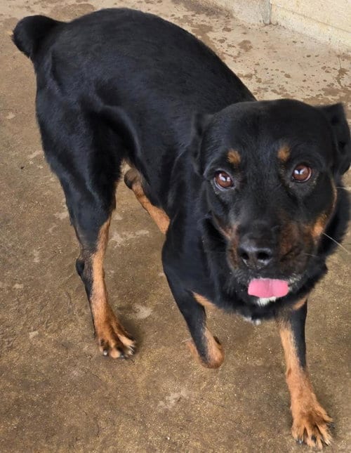 Photo of Skip, adoptable Rottweiler in San Antonio, Texas