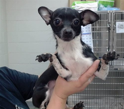 Photo of Oreo, adoptable Chihuahua in Salinas, California