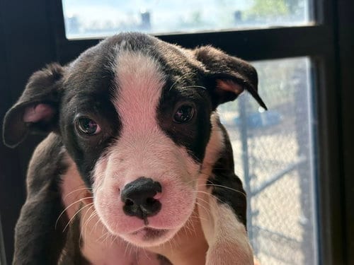 Photo of Nick, adoptable Pit Bull Terrier in Tulsa, Oklahoma