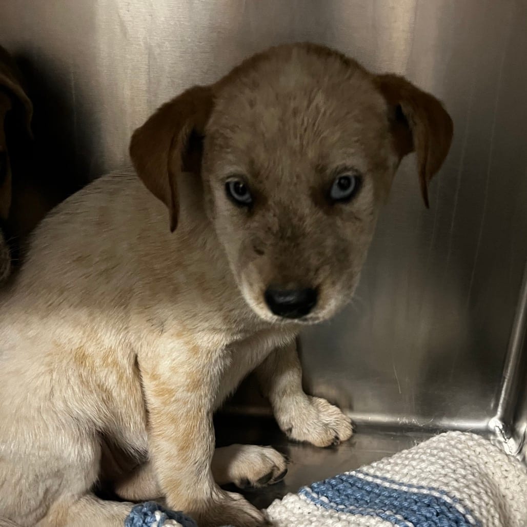 Photo of Cream Cheese, adoptable Mixed Breed (Small) in Chattanooga, Tennessee