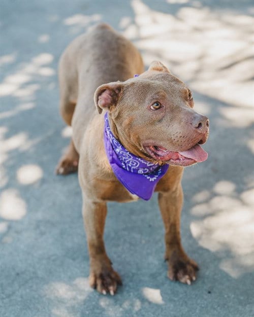 Photo of Aurora, adoptable American Bulldog in Miami, Florida