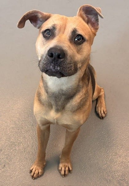 Photo of Prudence, adoptable Mixed Breed in New Orleans, Louisiana