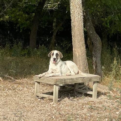 Photo of Honey Bunch, adoptable Anatolian Shepherd in Whitewright, Texas
