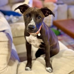 Photo of 924 (2026) Cheeto, adoptable Australian Cattle Dog Mixed Breed (Medium) in Parker, Colorado