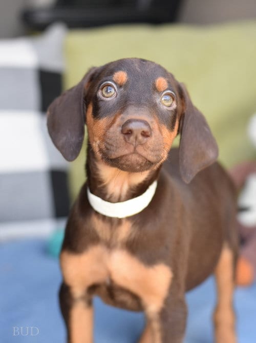 Photo of Bud (Briar's Litter), adoptable Doberman Pinscher in Brewster, New York