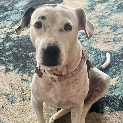 Photo of Ladybird, adoptable Staffordshire Bull Terrier in Spring Lake, North Carolina