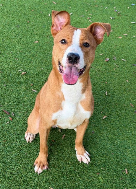 Photo of King, adoptable Labrador Retriever in Fort Myers, Florida