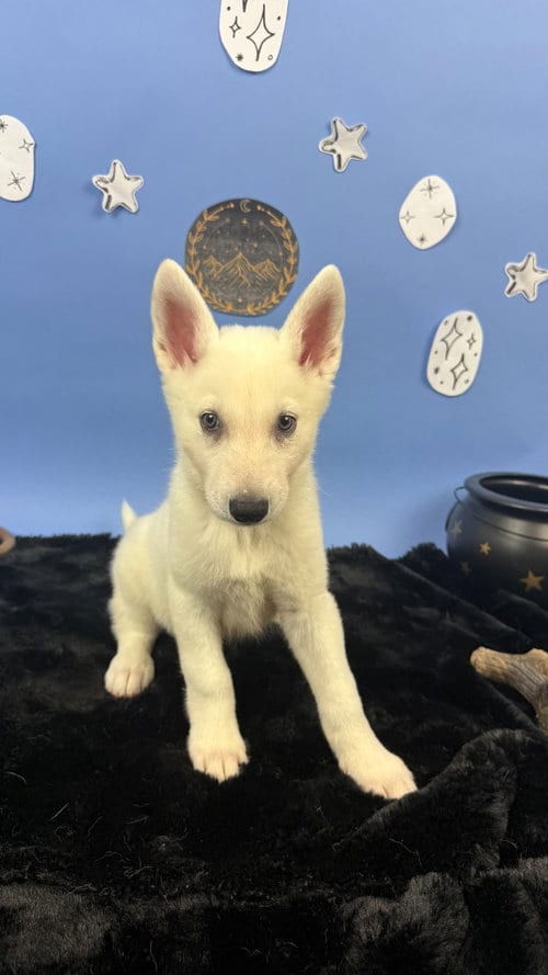 Photo of Rhysand, adoptable German Shepherd Dog in Phoenix, Arizona