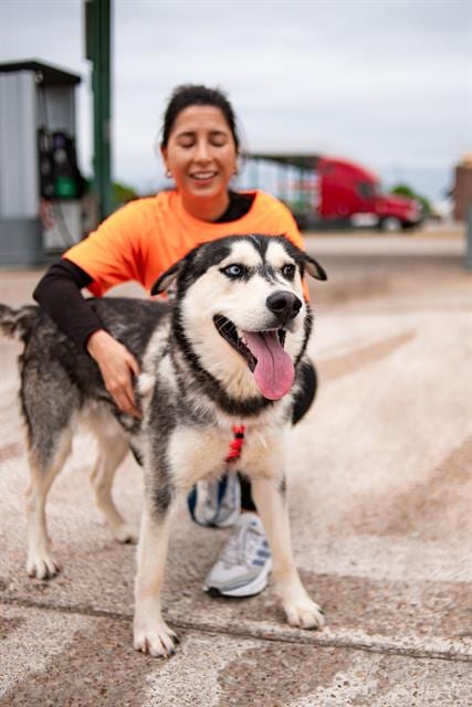 Photo of Sam, adoptable Mixed Breed