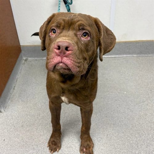 Photo of James Bond, adoptable Labrador Retriever in Rancho Cucamonga, California