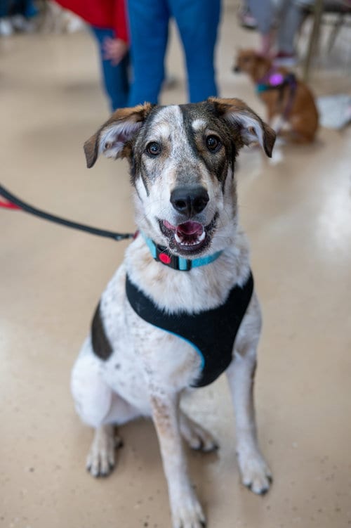 Photo of Rumble, adoptable Shepherd in Mundelein, Illinois