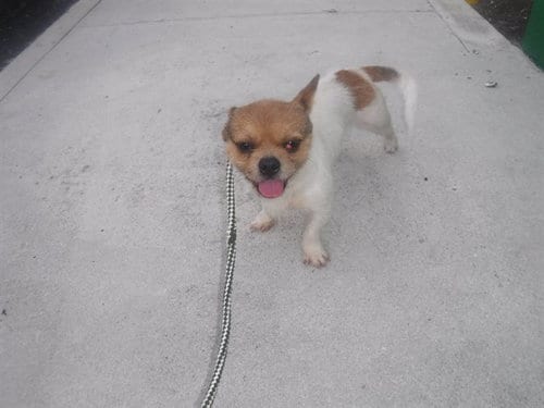 Photo of Joe, adoptable Terrier in Miami, Florida