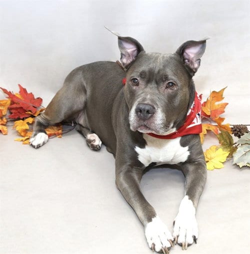Photo of Poppy, adoptable Terrier in Sanford, Florida
