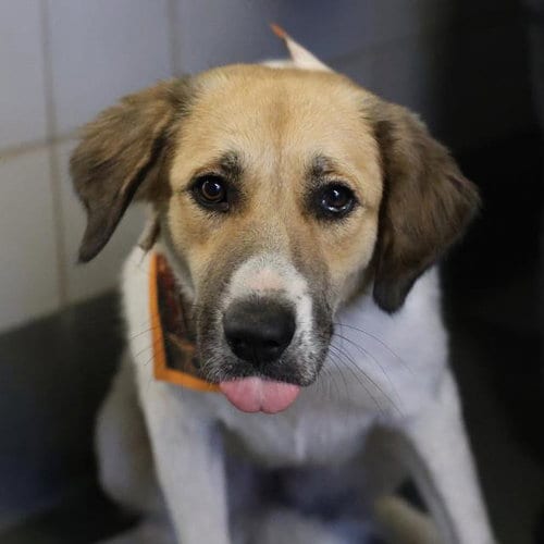 Photo of Countess Fluffula, adoptable Great Pyrenees in San Antonio, Texas