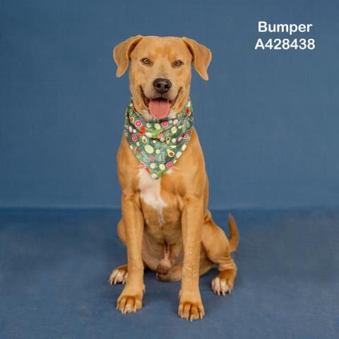 Photo of Bumper, adoptable Labrador Retriever in Conroe, Texas