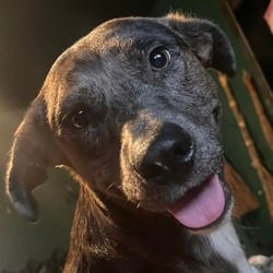 Photo of Marlene OH, adoptable Catahoula Leopard Dog Mixed Breed (Medium) in Richfield, Minnesota