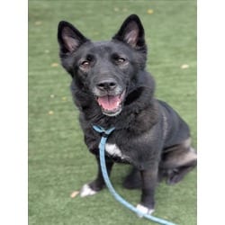 Photo of Athena, adoptable Husky in Chatsworth, California