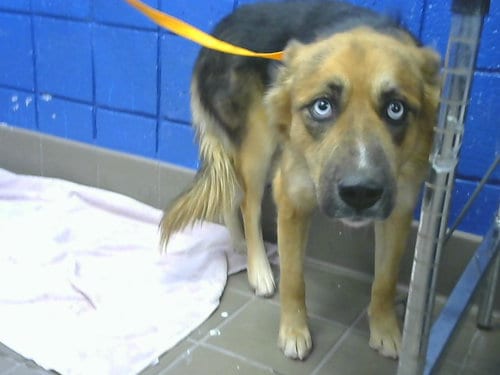 Photo of Osa, adoptable German Shepherd Dog in Albuquerque, New Mexico