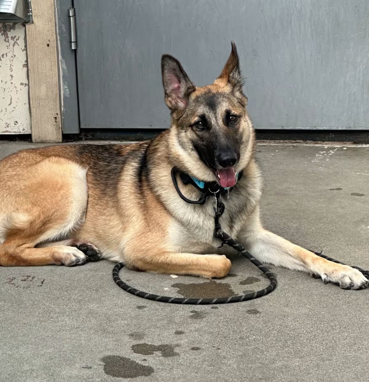 Photo of Buttercup, adoptable German Shepherd Dog/Mixed Breed (Medium) in Oakland, California