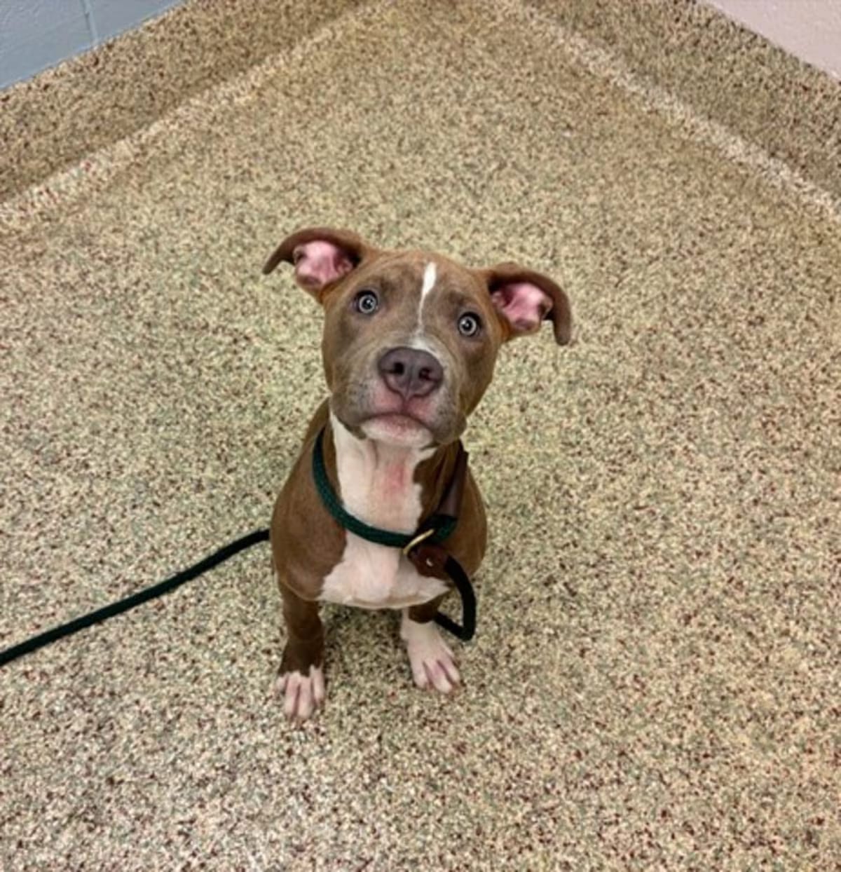 Photo of Easton, adoptable American Pit Bull Terrier in Colorado Springs, Colorado