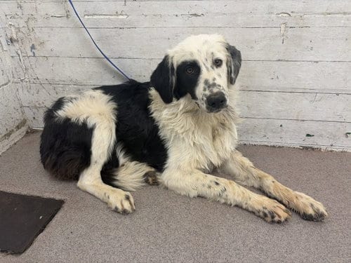 Photo of Fifi, adoptable Australian Shepherd in San Bernardino, California