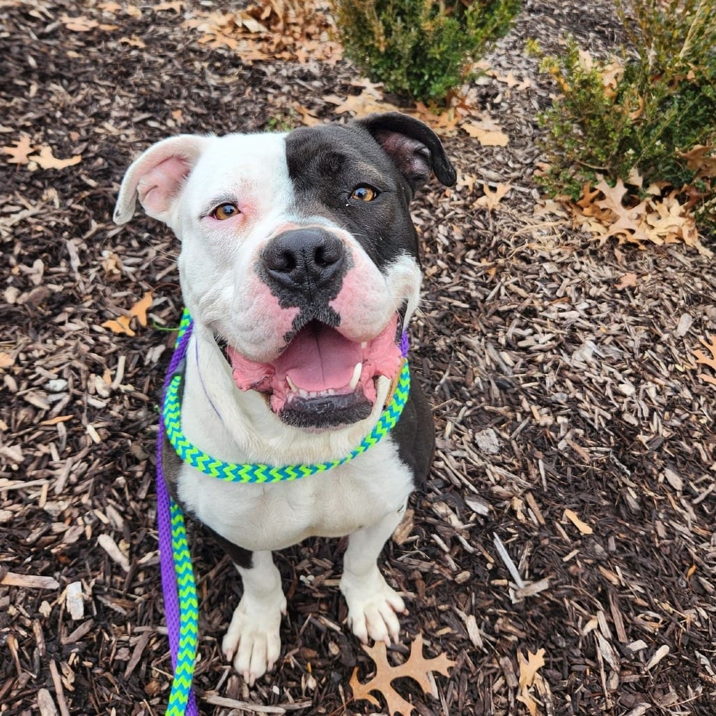 Photo of Patsy Jean, adoptable Mixed Breed (Large) in St. Louis, Missouri