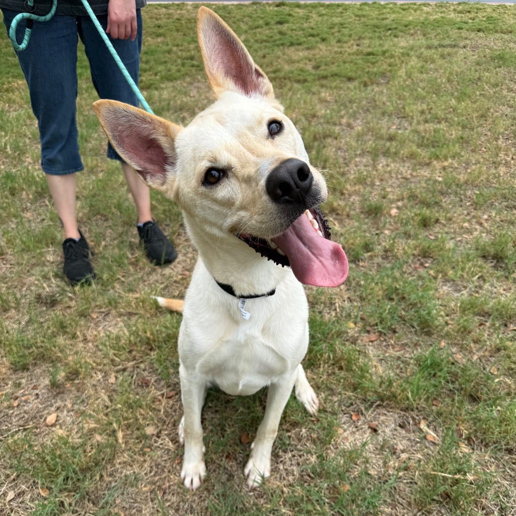 Photo of Sumo, adoptable Retriever, Labrador / Mix in San Antonio, Texas