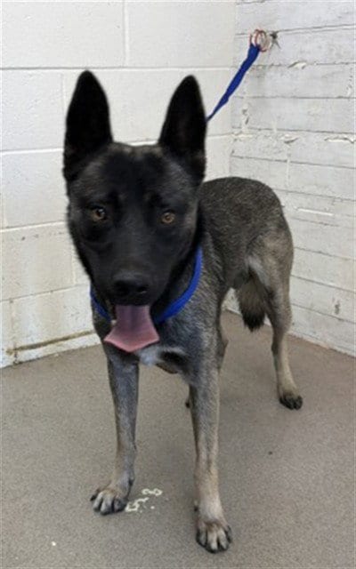 Photo of Austin, adoptable Belgian Shepherd Malinois in San Bernardino, California