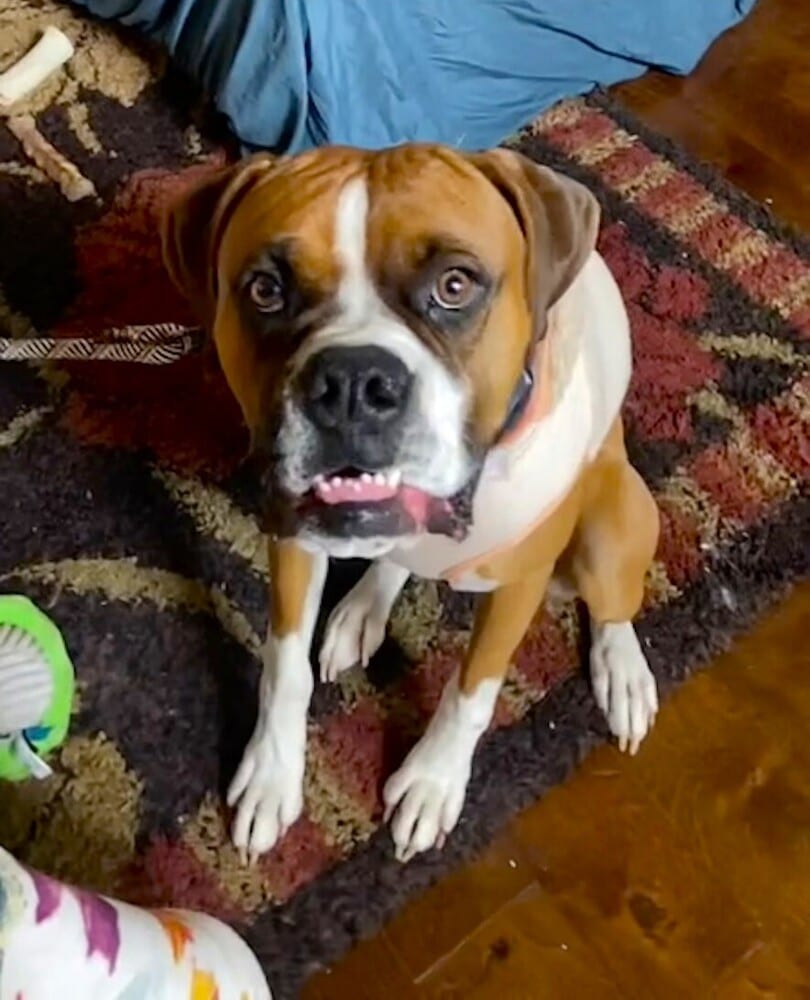 Photo of Milo V, adoptable Boxer in Austin, Texas