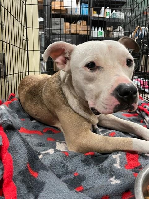 Photo of Michelangelo, adoptable Pit Bull Terrier in Waco, Texas