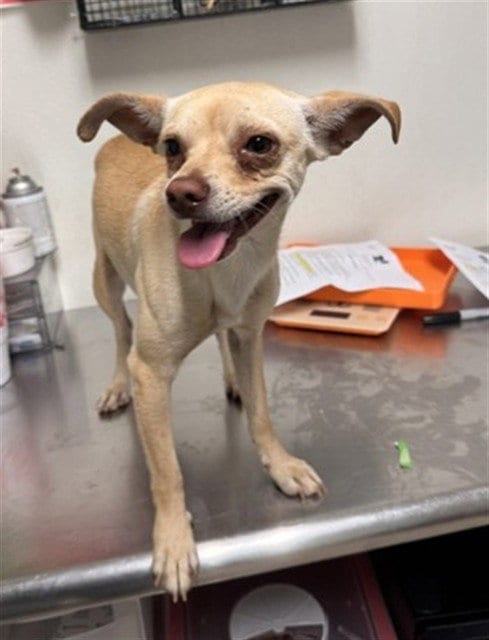 Photo of Milo, adoptable Chihuahua in Bakersfield, California