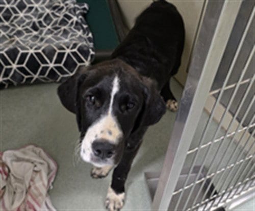 Photo of Huey, adoptable Great Dane in Placerville, California