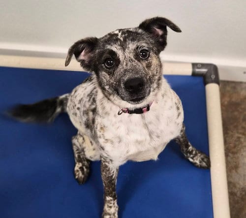 Photo of Miss Maxine, adoptable Australian Cattle Dog/Blue Heeler in Bolivar, Missouri