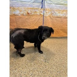Photo of Maggypie, adoptable Flat-Coated Retriever in Doral, Florida