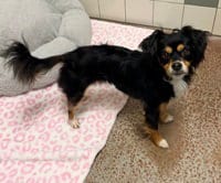 Photo of Baby, adoptable Dachshund in Salinas, California