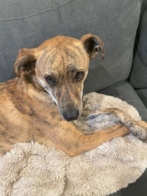 Photo of Rosie #10, adoptable Unknown breed in Aurora, Colorado