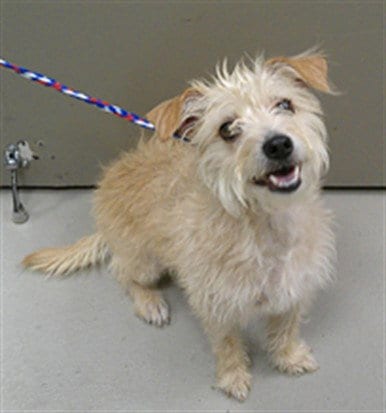 Photo of Stella, adoptable Terrier in Sanford, Florida