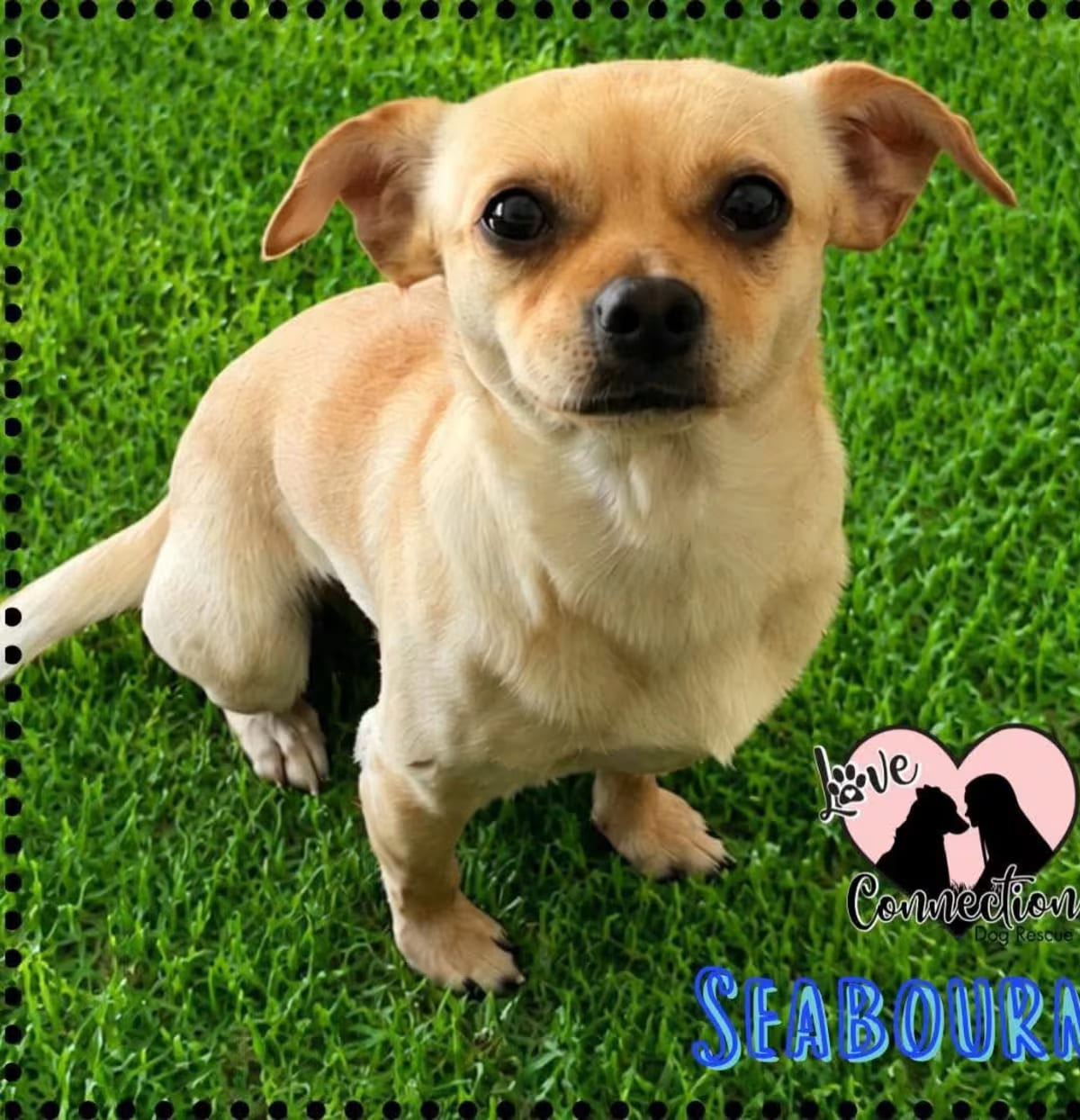 Photo of Seabourn, adoptable Chihuahua in Gilbert, Arizona
