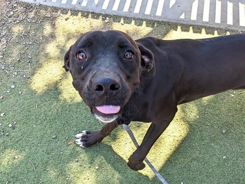 Photo of Ophelia, adoptable Labrador Retriever in Phoenix, Arizona
