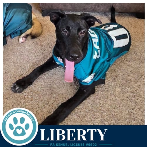 Photo of Liberty 091226, adoptable Labrador Retriever in Kimberton, Pennsylvania