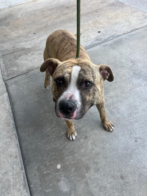 Photo of Gus, adoptable American Bulldog in Miami, Florida