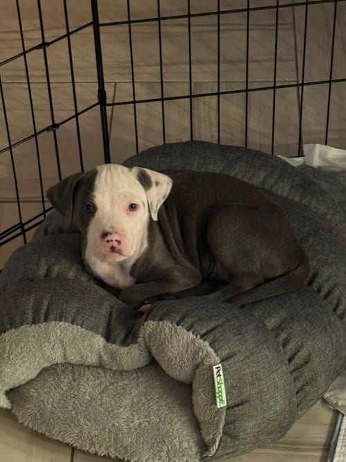 Photo of Tiffany Valentine, adoptable Pit Bull Terrier in Phoenix, Arizona