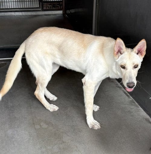 Photo of Lena, adoptable Siberian Husky in San Bernardino, California